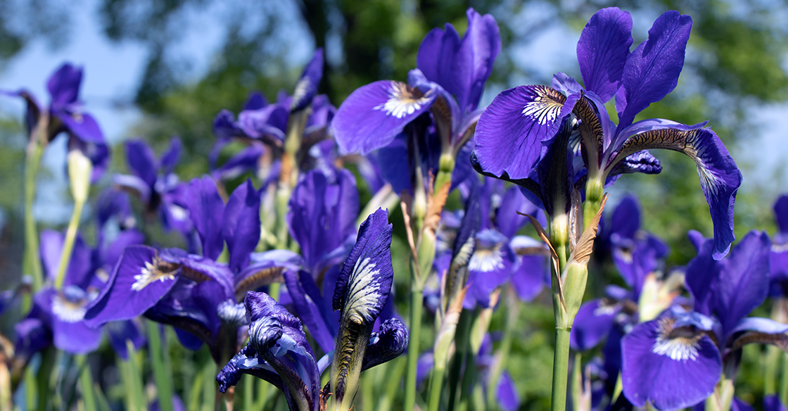 Irises in a garden
