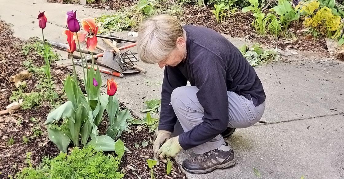 Volunteer gardens