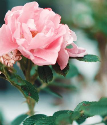 Pink rose in a garden